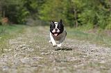 BOULEDOGUE FRANCAIS 426